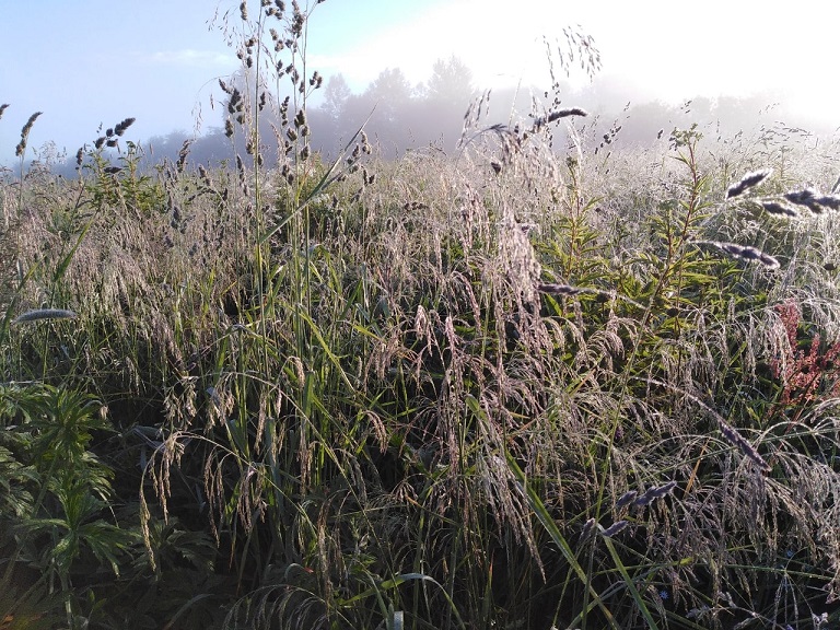 А травы клонятся от рос...