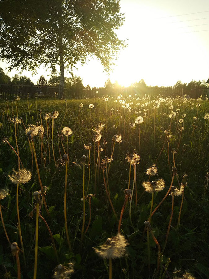 Одуванчики улетали