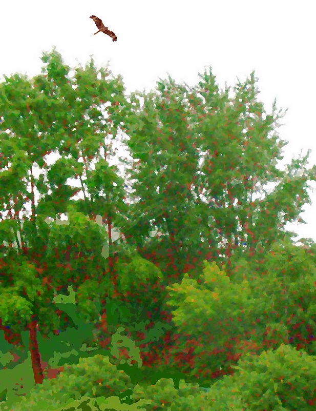 Июньское утро