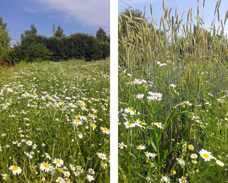 Я получил ромашек поле