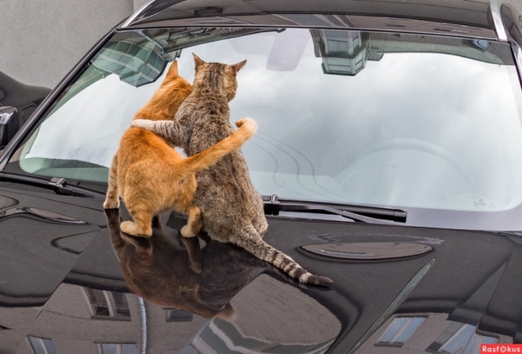 Советы Котофея