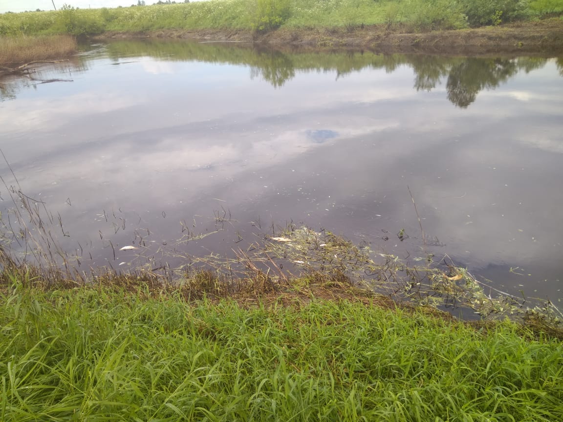 Отравленная Дубна