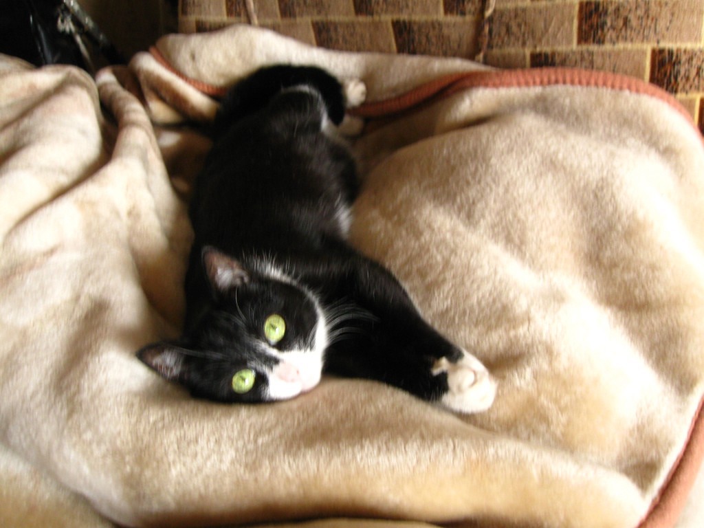 Моей кошке Басе