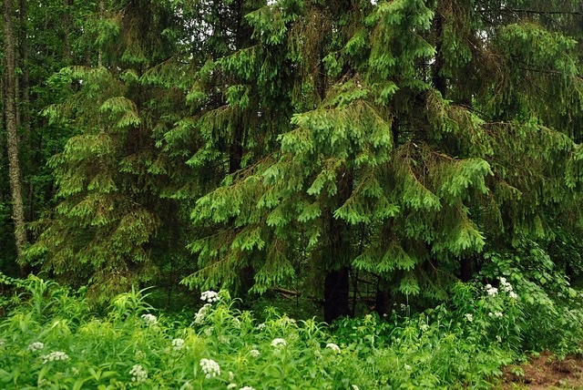 TURKISH FIR trees for Sale in Puyallup, WA - OfferUp