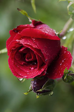 Господень труд всегда рационален