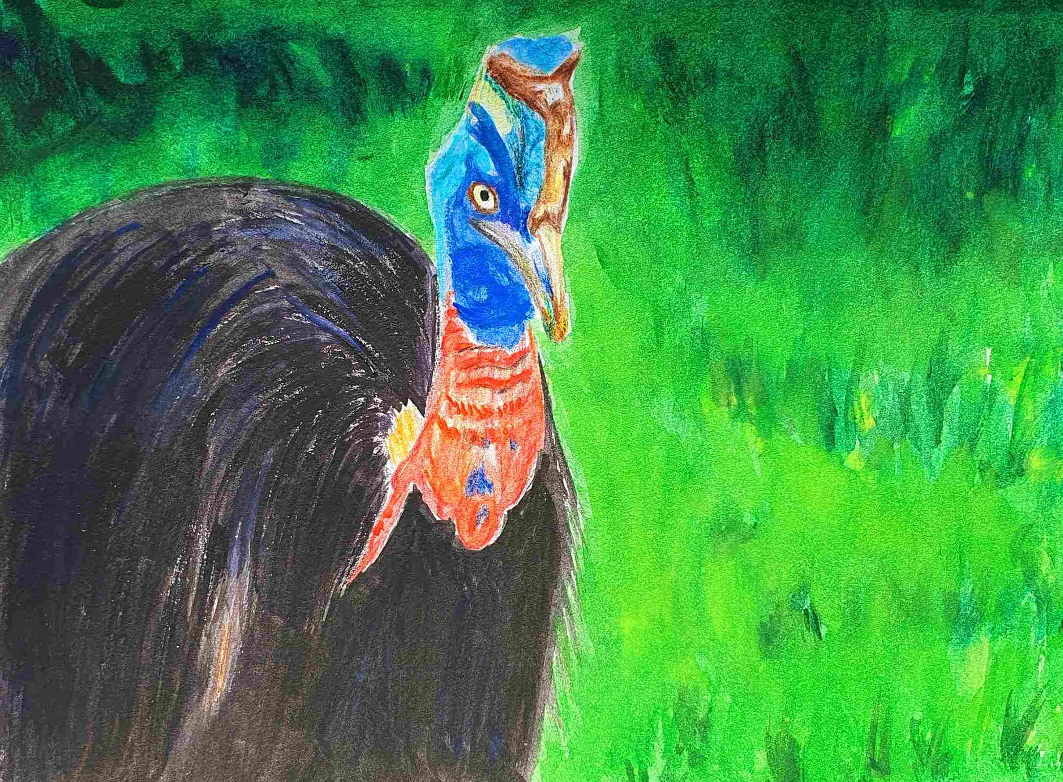 Казуар