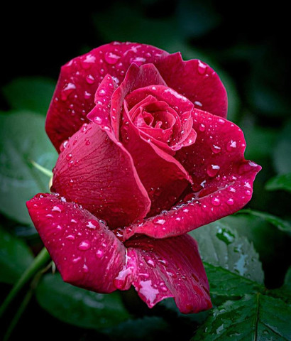 Свой аромат