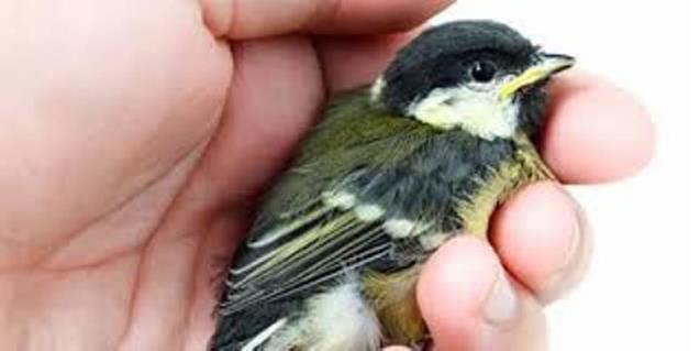 Я городским воробьям удивляюсь