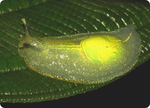 Полуслизень