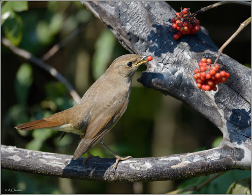 Не завидна участь соловья...