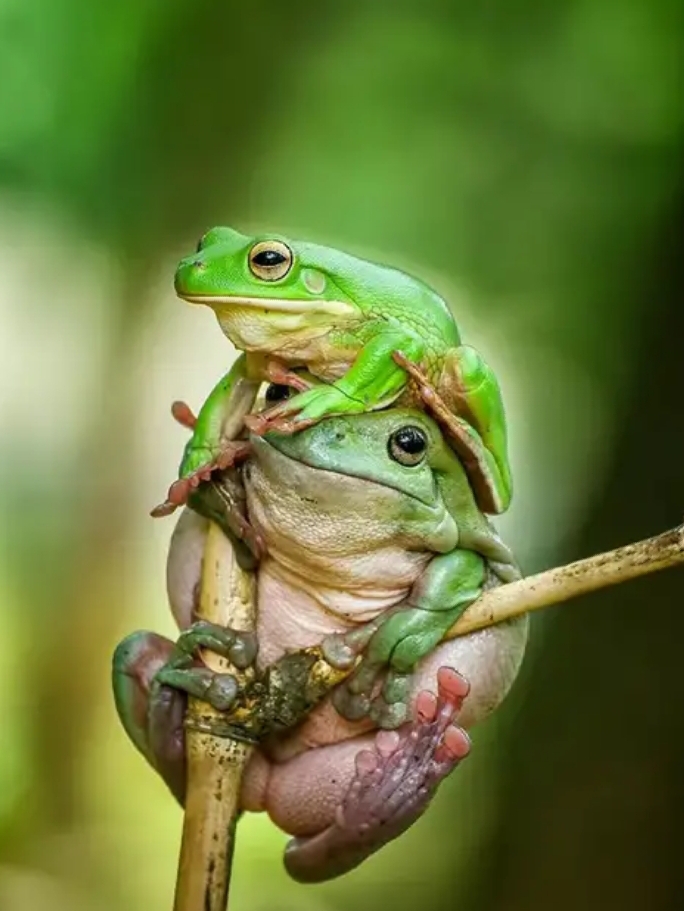 ЧистьУшки для ЛЯХушки