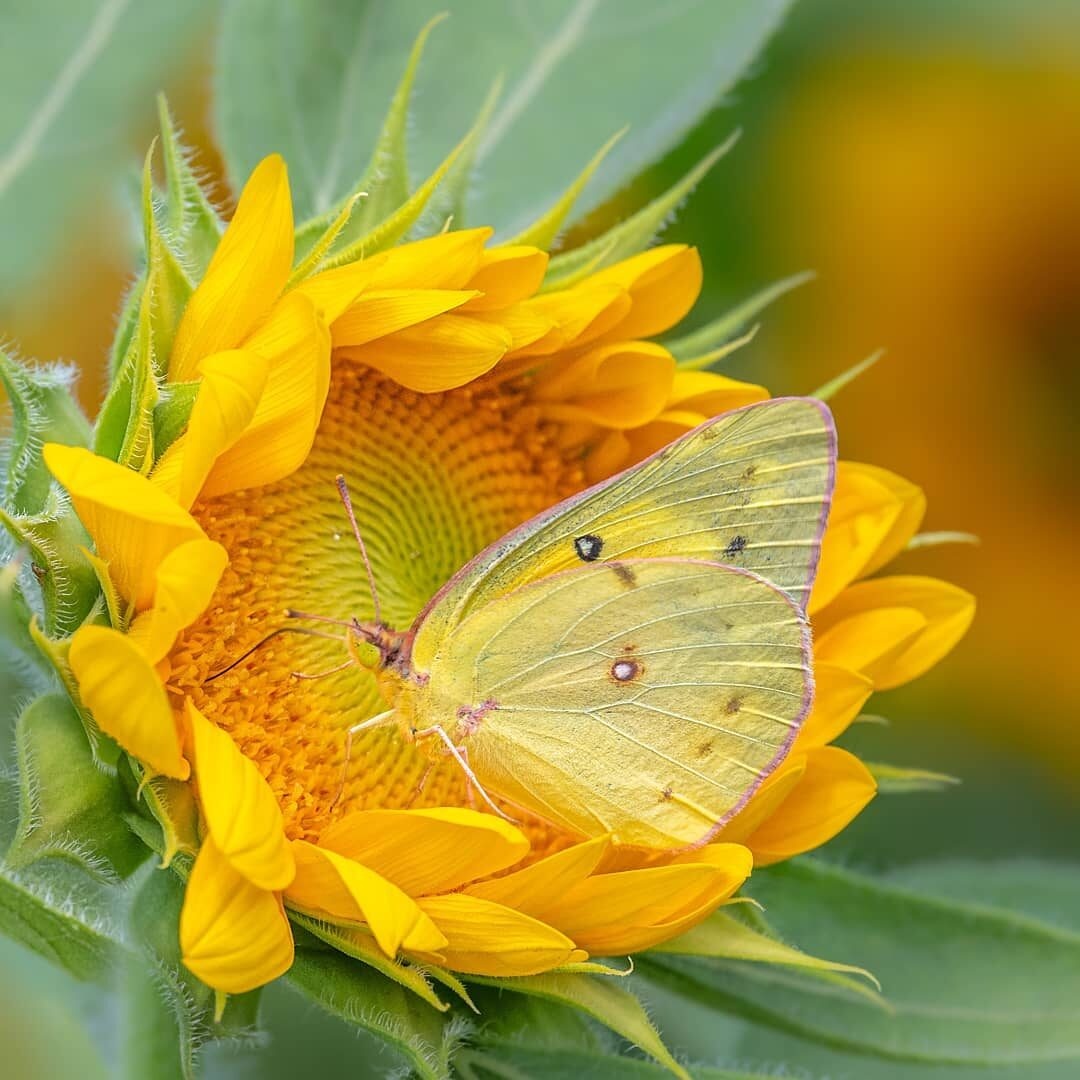 Прозрачный, легкий. невесомый...