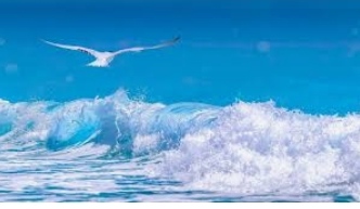 Чайка и волна