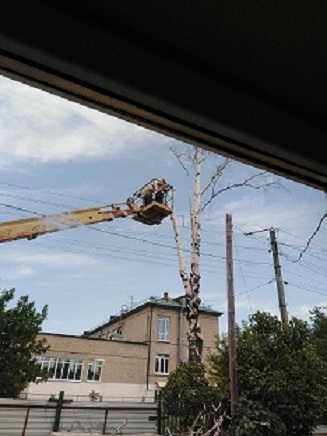 Берёзонька