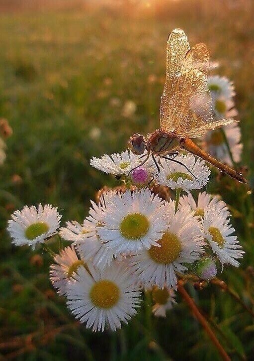 Запах полыни