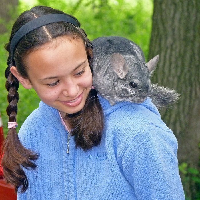 Алфавит детский. Буква Ш. Шиншилла