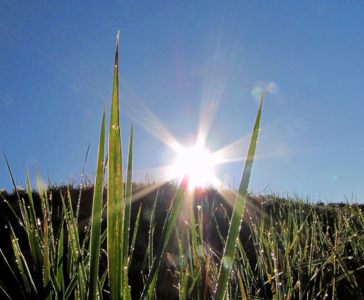 Проглядывают первые лучи солнца ярко. Лучи солнца. Первые лучи солнца. Трава солнце. Трава в лучах солнца.