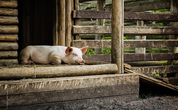 Мечтой живу я о деревне