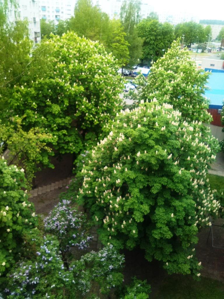 Лето второе