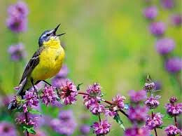 Певчие птахи