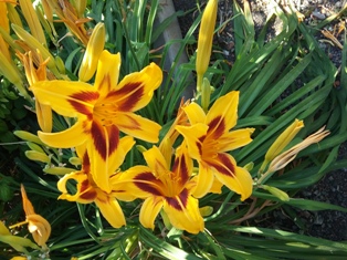 Искрице 8 Веселинка Стойкович