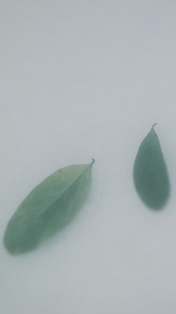 Листья на снегу