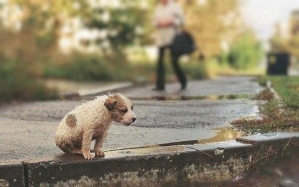 Мудрость дворовой собаки