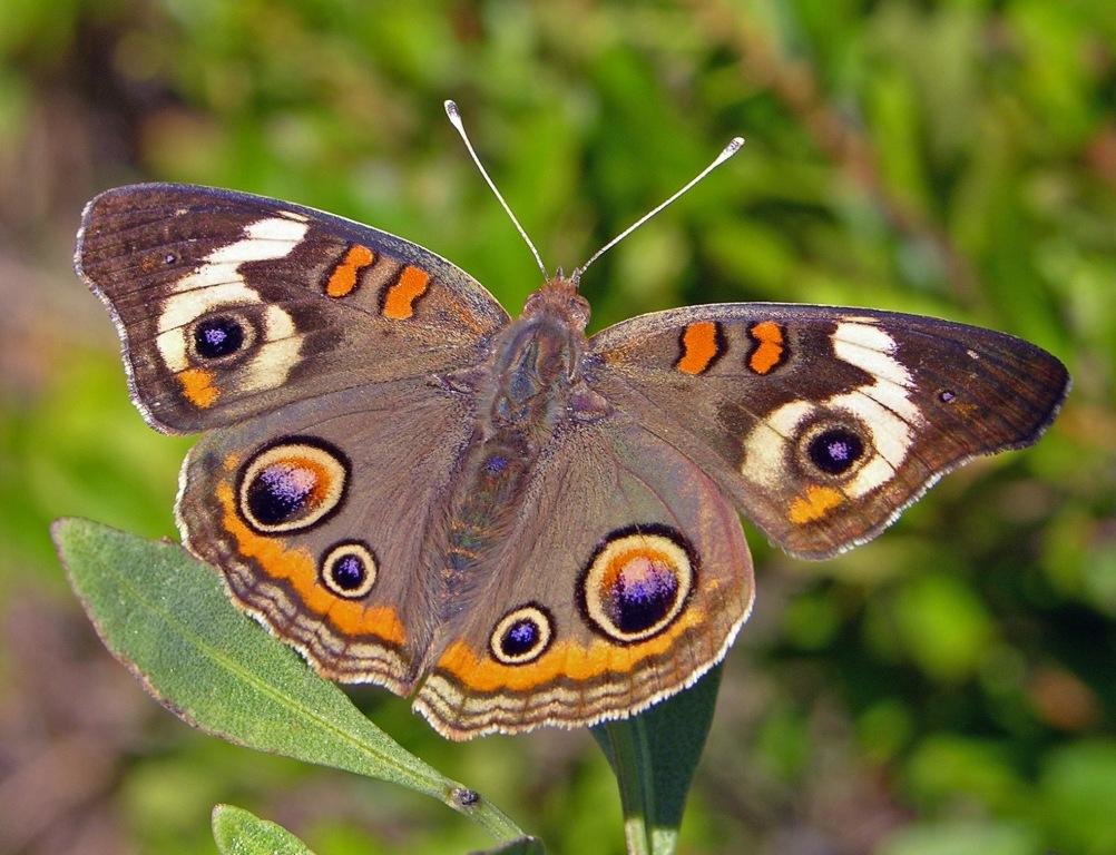 Название бабочек для детей. Бабочка Нимфалида. Семейство Нимфалиды бабочки. Бабочки Нимфалиды России. Чешуекрылые бабочки.