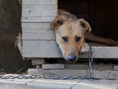 Собачья дружба