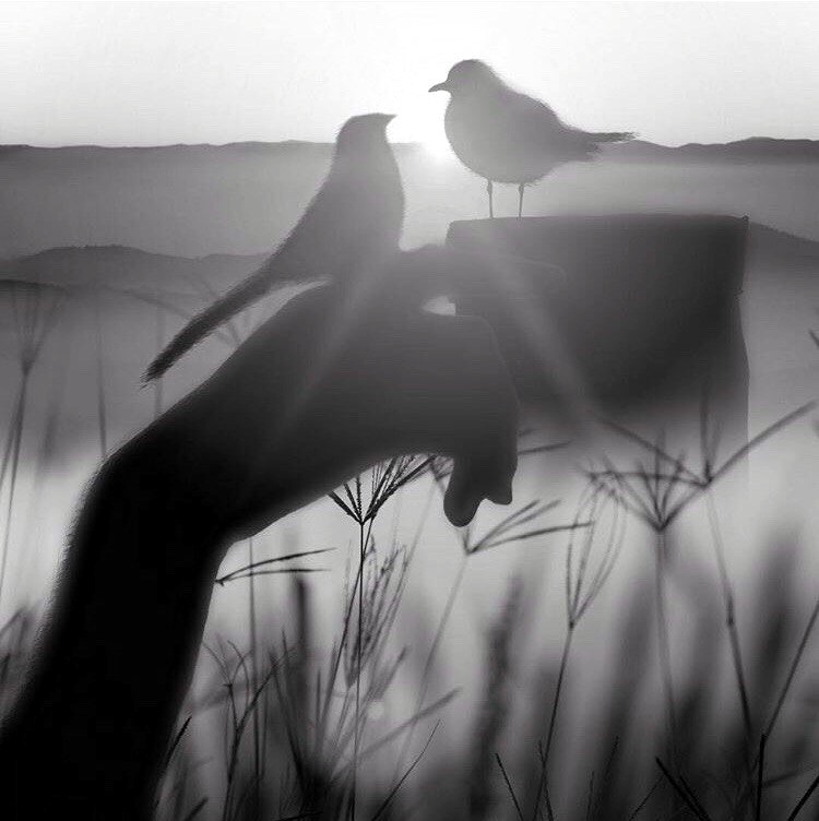 Молчание птиц. Голос души. Светлая грусть. Тишина любви. Тишина иллюстрация.