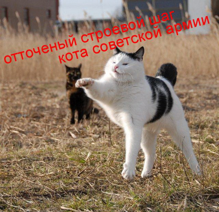милые котята милые цитаты картинки Cat memes, Cute cats photos, Cute memes