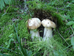 Лето. Ответ С. Т. 65