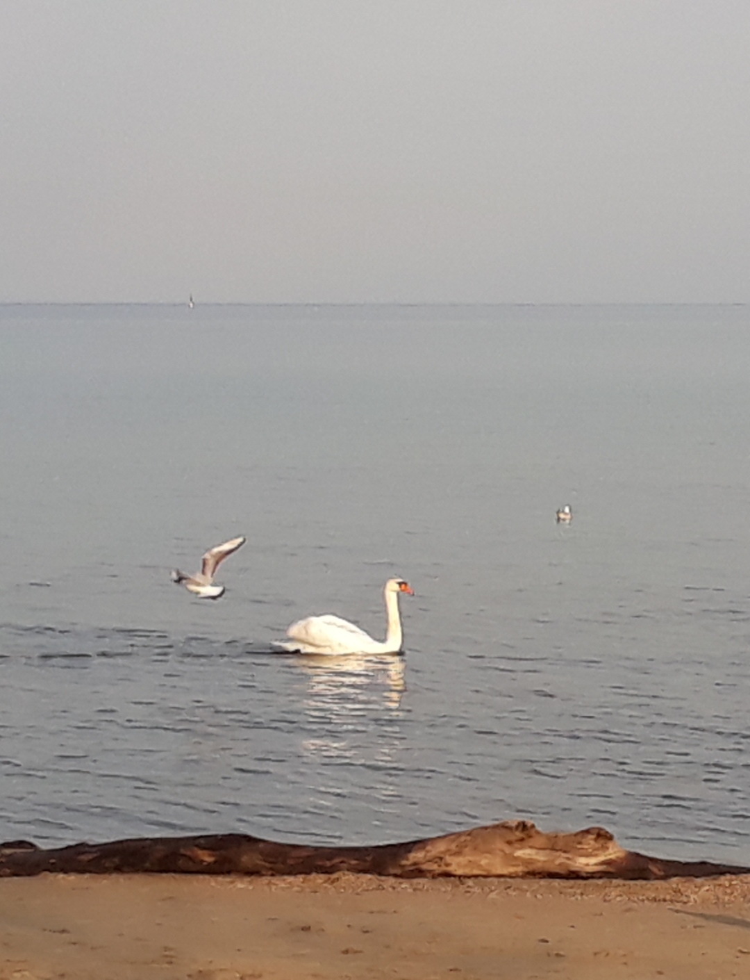 Славянские чаровницы