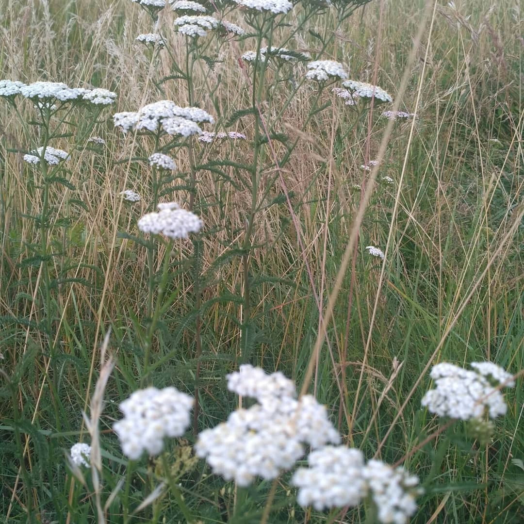 Не знаю, дороже, понятней, что мне