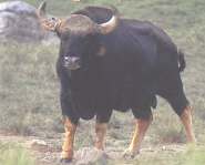 Гаял, домашний бык