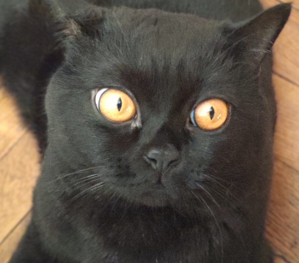 Янтарные глаза. Стихи кота Василия, цикл стихов