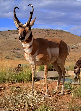 Вилорог, бегун от Бога
