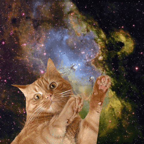 Космические коты. Коты друзья. Живые коты. Кошка в прыжке. Кот движ.