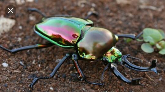 Жук и Гусеница