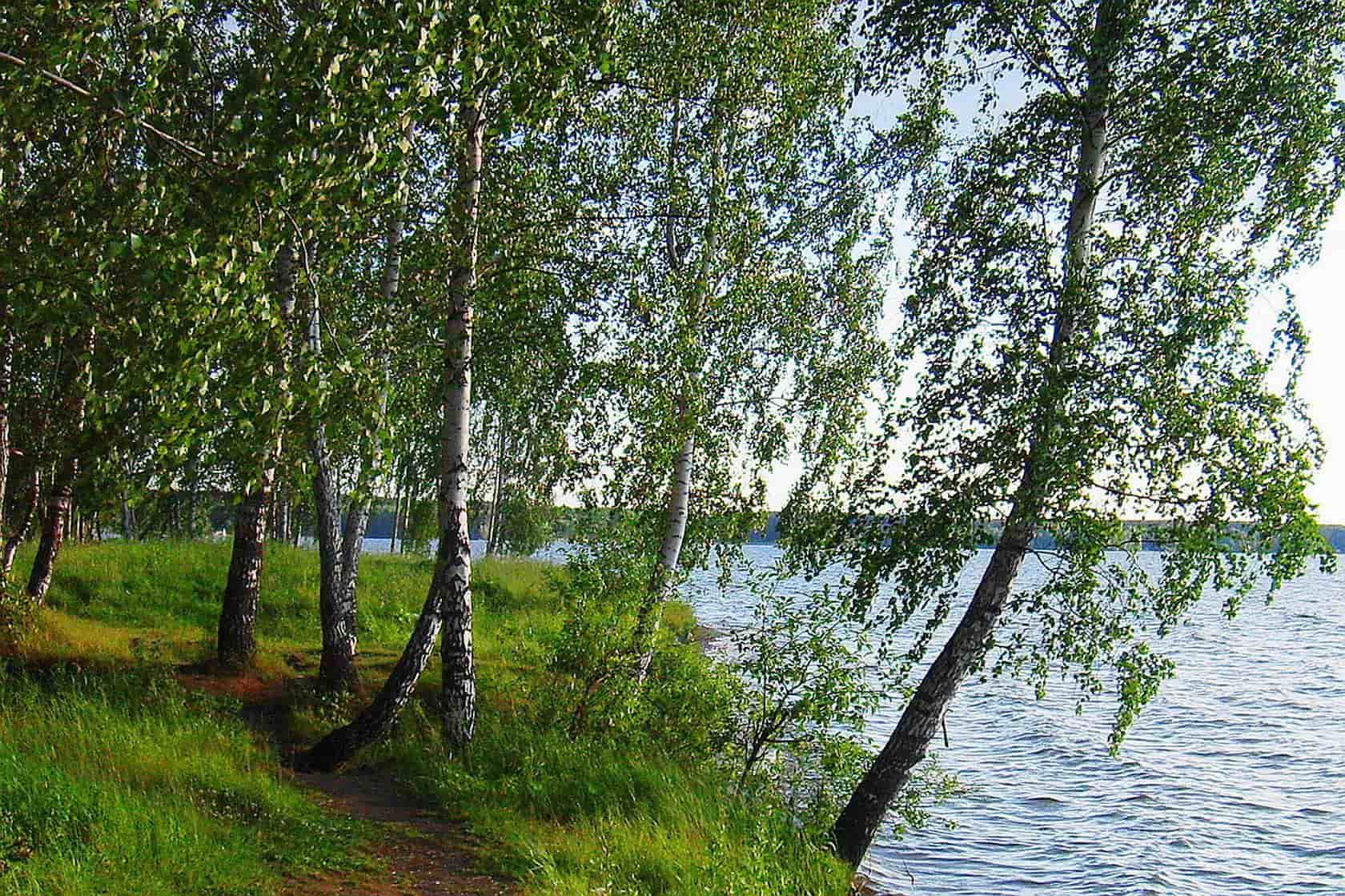 Россия дом бело голубой в березах