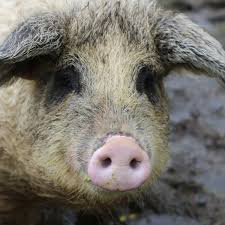 Интересное свидание. Юмор-прикол