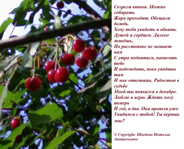 Созрели вишни. Можно собирать (Шведова Наталья Анатольевна) / Стихи.ру