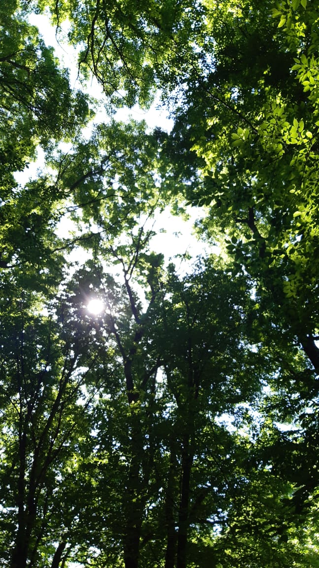 Мы цветы собираем лесные