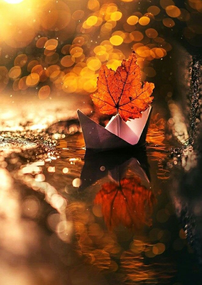 Моя осенняя Тацута