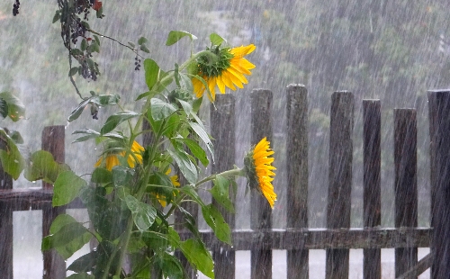 Косоглазый дождь