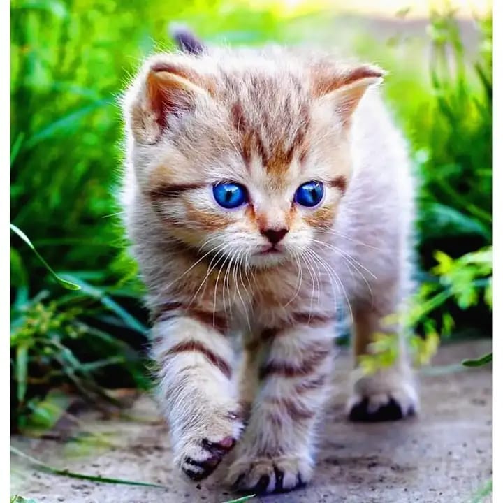 Котик-гулёна