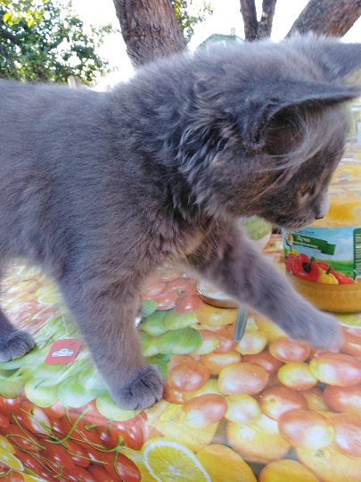 Откровения котёнка Микки