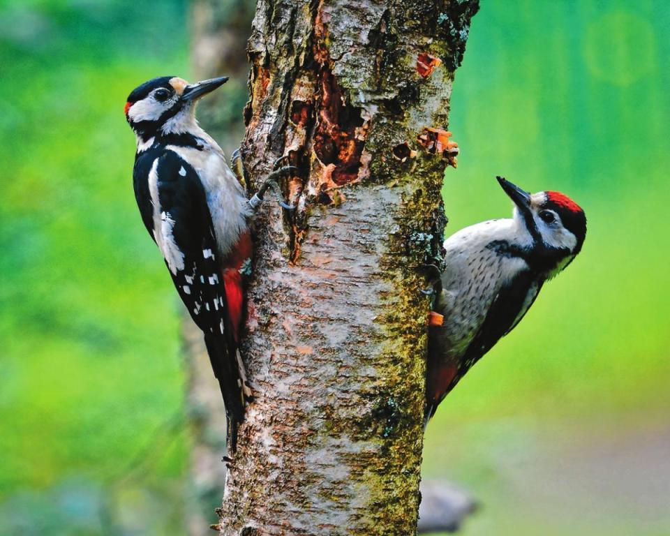 Главный врач