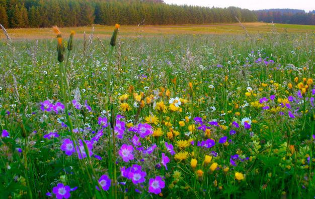 Напишу стихи я...