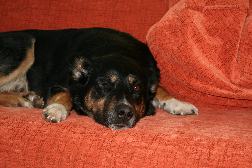 Вышел с собакой, с икотой и в валенках